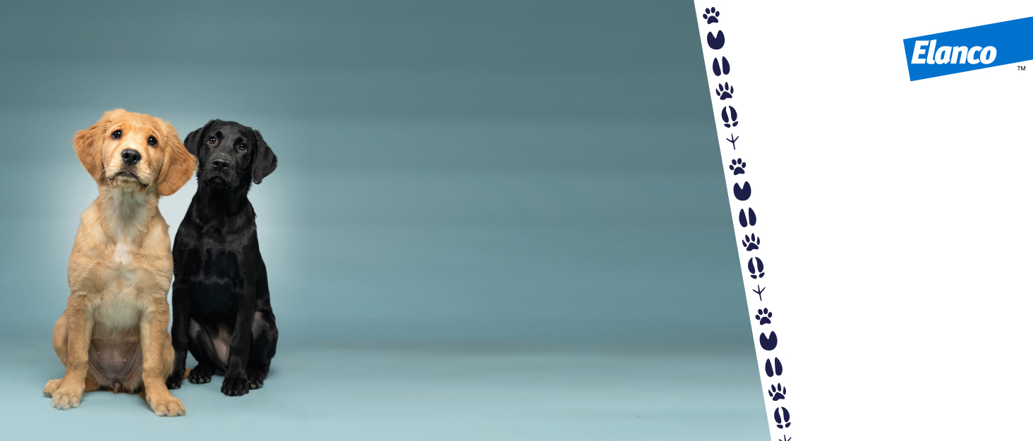 Halsband Seresto від блохи та кліщів для котів: захист до 7 місяців, довжина 36 см, 2 шт. в упаковці