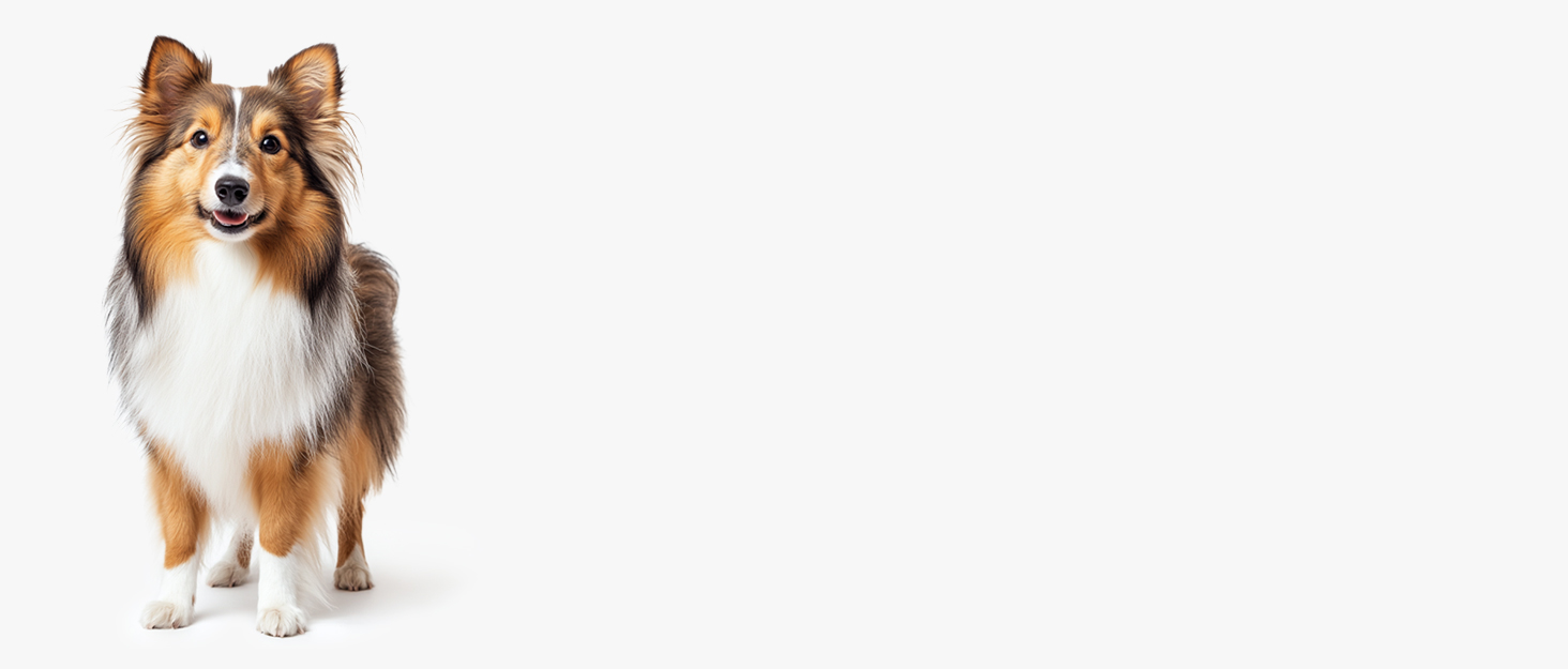 Фен для собак Blower 3000W, тихий, з регулюванням швидкості, 4 насадки, синій