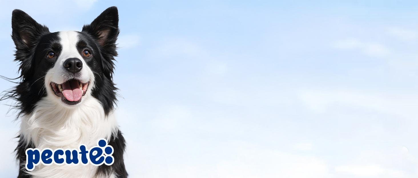 Пилсос для собак та котів Pecute 12000Pa з набором для грумінгу, 1.5л, машинка для стрижки