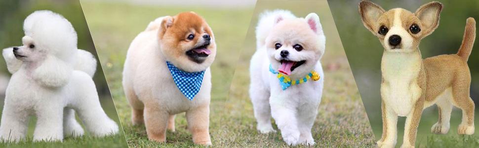 Набір ножиць для грумінгу собак iSeaFly 5 в 1: нержавіюча сталь, для тіла, обличчя, вух та носа