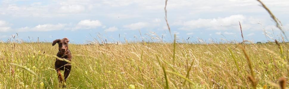 Нашийник для собак MICHUR Alonzo з натуральної шкіри, чорний, широкий, з синіми каменями та заклепками, різні розміри, обхват шиї 33-38 см