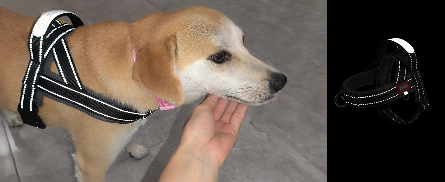 Нашийник для собак середніх та маленьких порід з повідком, кольоровий, сітка, м'який, з ручкою та кільцем, світловідбиваючий, легкий, чорно-сірий, розмір M