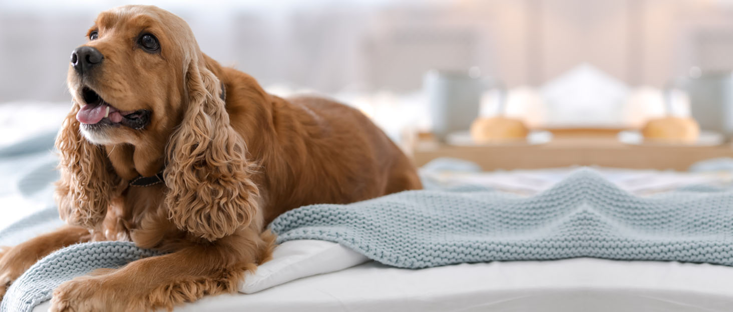 AIDIYA Coat King - щітка для грумінгу підшерстка собак, 17+9 двосторонні зубці (DUAL)