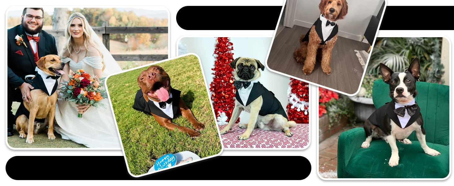 Костюм для собак