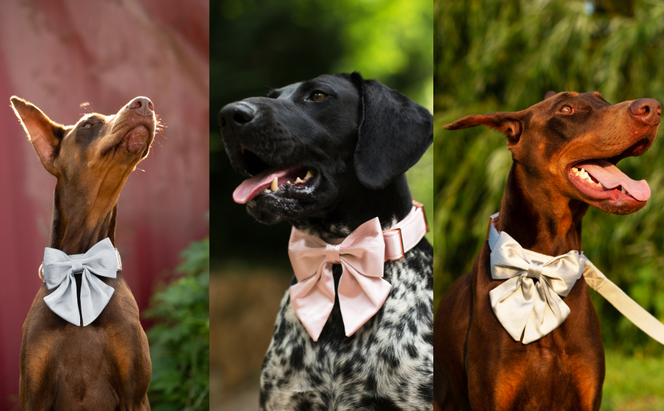 Нашийник для собак Lionet Paws з метеликом - зручний шовковий нашийник для маленьких собак, розмір 25-40 см. Білий комплект (1 шт.)