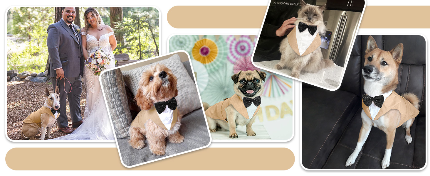 Костюм для собак, бандана, аксесуари для святкування: весілля, день народження, Хелловін (XXL, шампань)