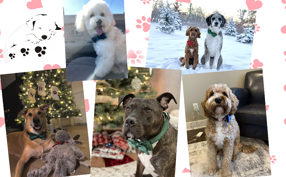 Елегантний ошийник для собак Aring з бантиком, м'який велюровий ошийник, регульований, темно-зелений, для дівчаток та хлопчиків