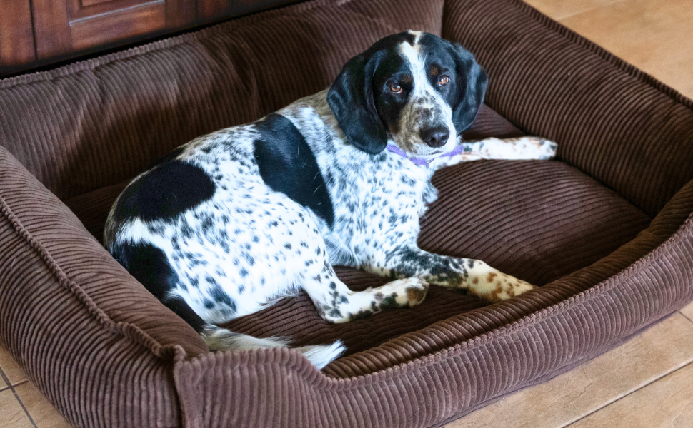 4L Textil М'яке собаче ліжко з корду Hugo Premium-LINE, ортопедичне для маленьких собак, з memory foam, бежеве, 60x40 см