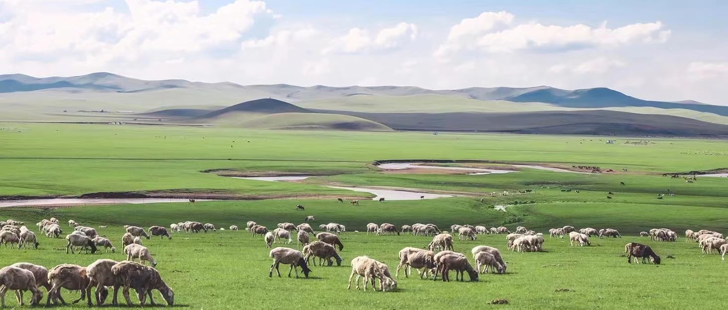 Теке Лонжера (лонжа) з фетровим намордником та вуздечкою (Чорний, розмір L)