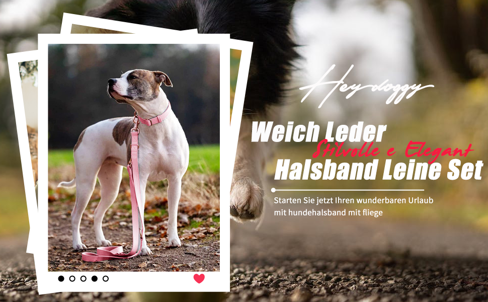 Набір повідця та нашийника для собак з м'якої шкіри (2м) - регульований поводок, стильна фурнітура Rose Gold, нейлонові повідці та нашийники для цуценят, собак маленьких, середніх та великих порід. Violett,M (обхват шиї 35-50см, ширина 2.5см). Колір: фіолетовий, блакитний