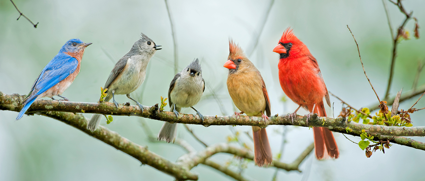 Клітка для птахів велика, металева, на 4 колесах, для хвилястих попугаїв з годівницею, іграшками, гойдалкою, 2 дверцятами, 4 дерев'яними перекладинами, 132 x 78 x 52 см