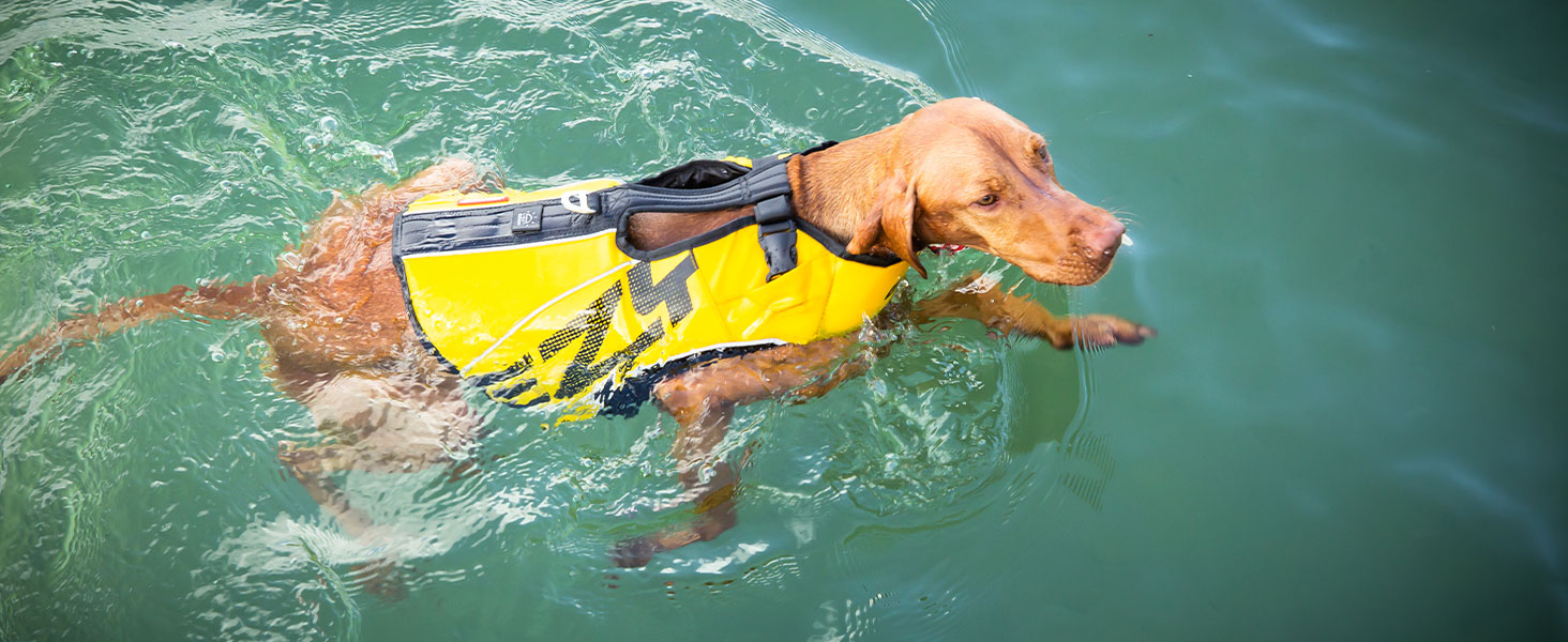 ЕйзіДог Жилет для плавання собак – преміум жилет для маленьких, середніх та великих собак – рятувальний жилет DFD X2 Boost для басейну, пляжу та човна (S, жовтий)