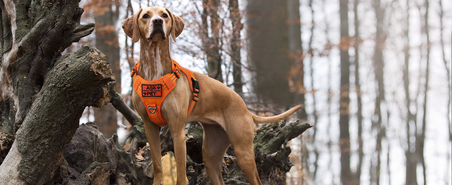 Нагрудник для собак Rabbitgoo середнього розміру, анти-тяга, регульований, з ручкою, міцний, тактичний, з металевими пряжками, для прогулянок (M, Помаранчевий)