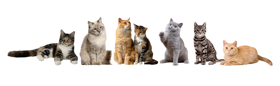 Набір мисок для котів 2 шт. з кераміки з підставкою з бамбука та силіконовим килимком - 2 x 400 мл