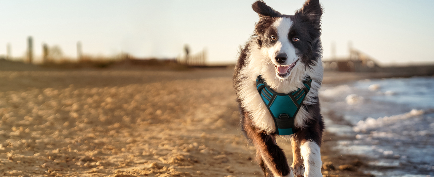 Нашийник для собак Rabbitgoo середнього розміру, анти-тяга, регульований, для великих собак, дихаючий, з світловідбиваючими смугами, безпечний, темно-зелений M (1 шт.)