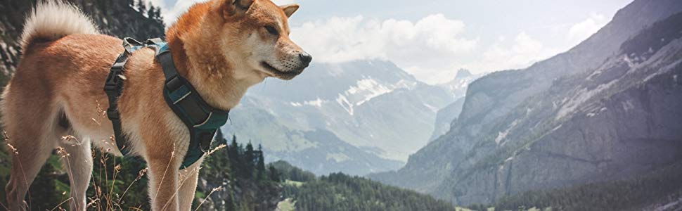 Шлея для собак Embark Adventure, анти-задушна, регульована, для вигулу та дресирування, з ручкою та кріпленням для повідка спереду і ззаду