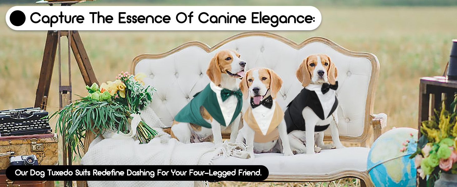 Костюм для собак