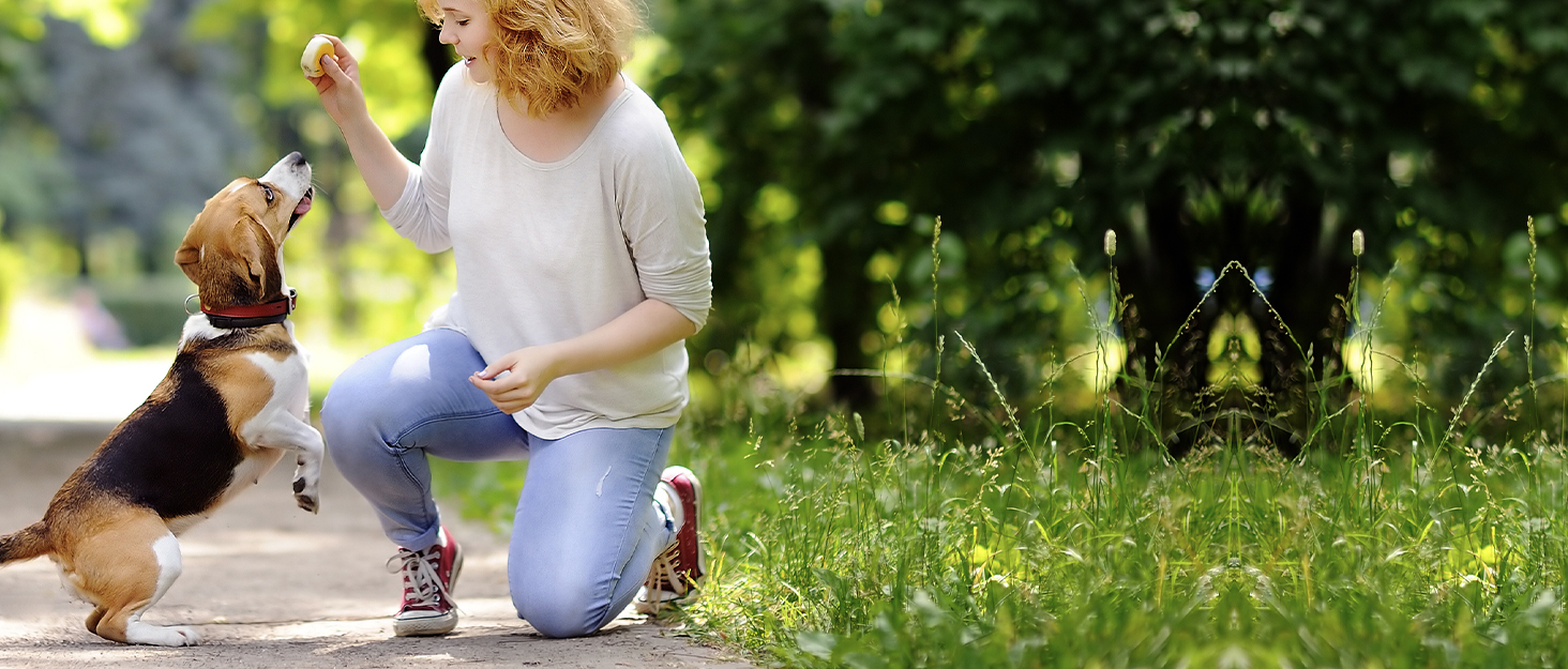 Світловідбиваючий жилет для собак Colaseeme Light з LED-підсвічуванням, регульований, чорний, розмір S