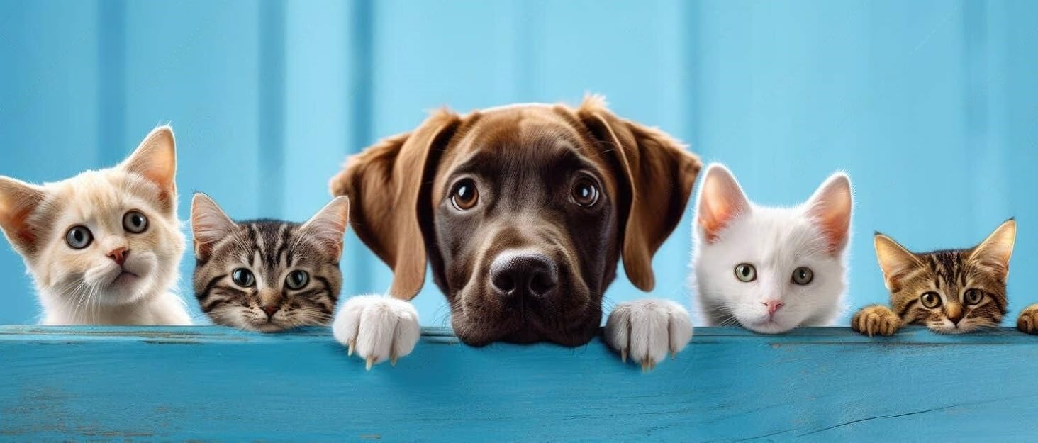 Професійні ножиці для грумінгу собак 6,5'', вигнуті, з круглим кінчиком та ножиці для стрижки подушечок лап. Ножиці для грумінгу собак, індивідуальна упаковка