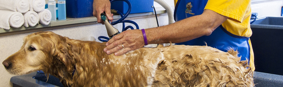 Електричний точило для собачих кігтів YABIFE - тихе точило для собак та котів, 3 швидкості