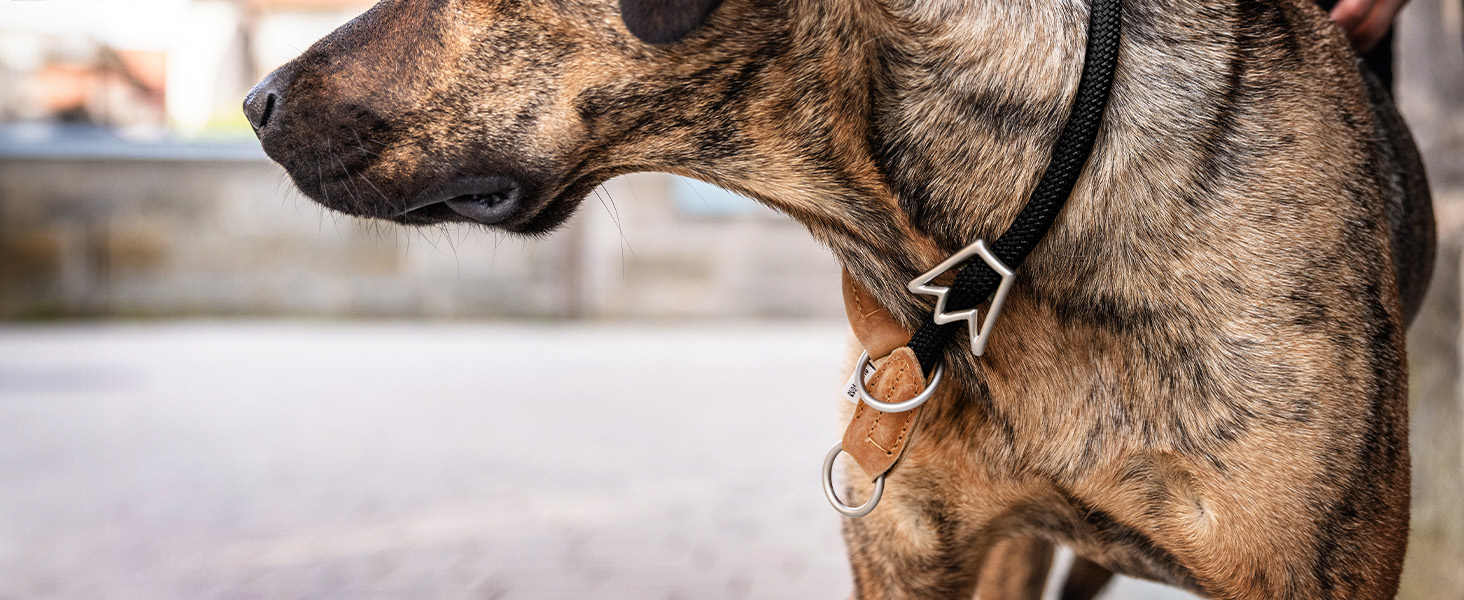 Нашийник для собак Rudelkönig Emma - Елегантний нашийник-стоп для собак з шкіри та нейлону - ø 12 мм - Зручний навчальний нашийник для великих собак (6, Чорний)