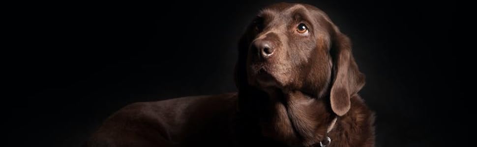 Ножиці для стрижки кігтів собак та котів EWANTO з нержавіючої сталі, синього кольору