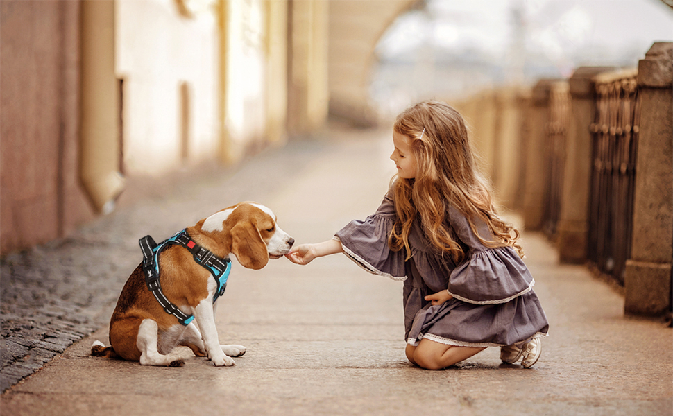 Шлейка для собак PoyPet, без тяги, без блювоти, світловідбиваюча, з 2 карабінами, регульована, м'яка, з простим контролем, для собак різних розмірів (розмір S, блакитна)