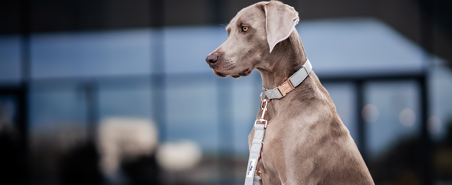 Нашийник для собак Freudentier з веганської шкіри, подарунковий мішечок, м'який, регульований та міцний, для середніх та великих собак, обхват шиї 34-49 см, ширина 2 см