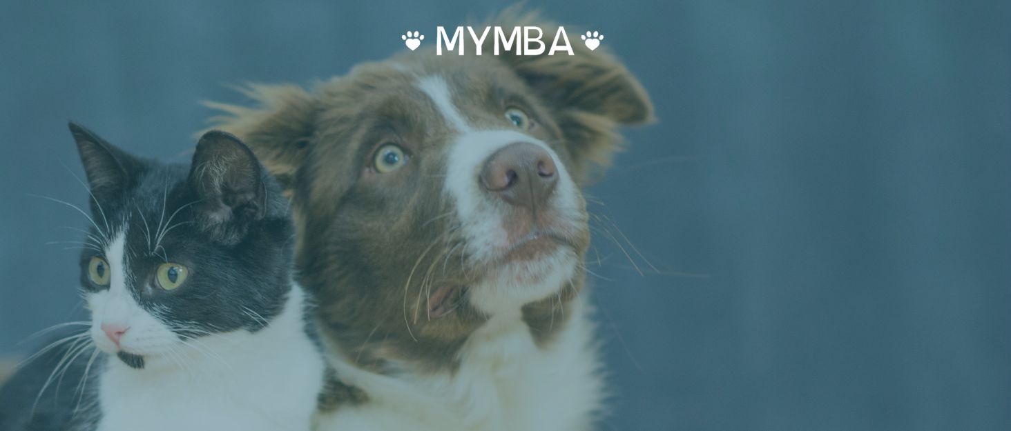 Нержавійна миска для корму для котів та собак, з неслизьким дном, легко миється, синього кольору