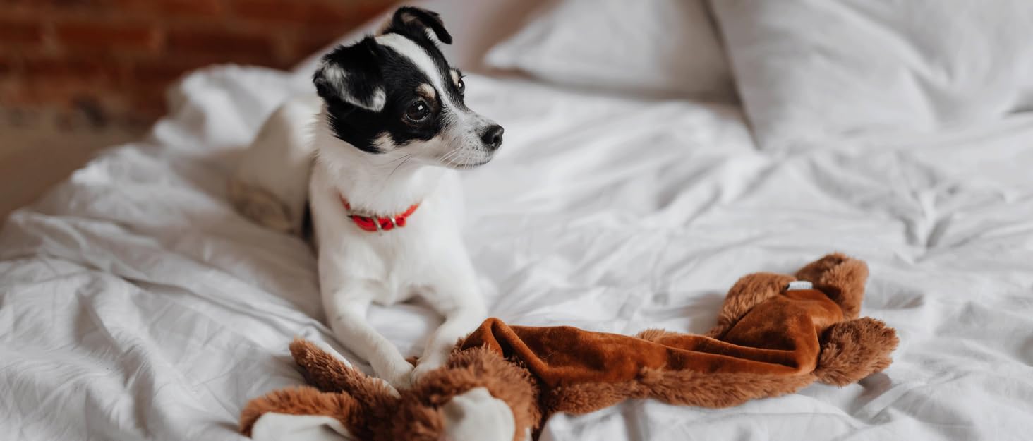 Крісло-лежанка для собак маленьких порід, миюче, м'який плюш, заспокійлива підстилка з антиковзною основою, антистресова, 60 x 45 см, сірий колір