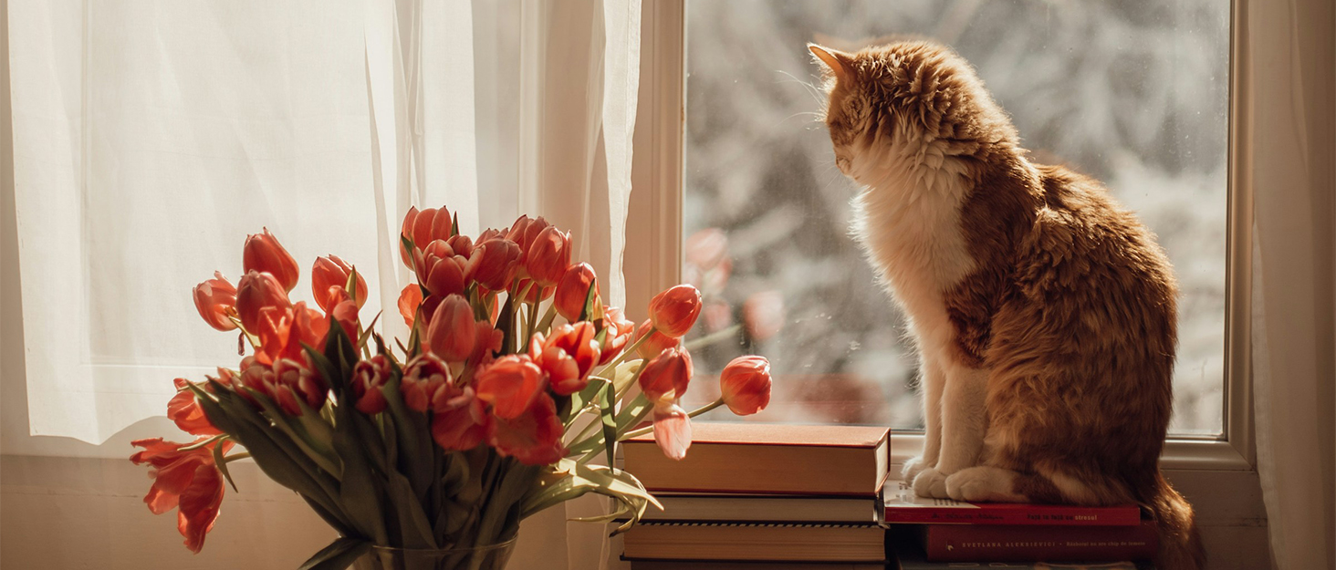 Водонепроникні собачі чоботи для захисту лап, 4 шт. Антиковзаючі чоботи для собак з неслизькою підошвою та світловідбиваючим кріпленням на липучці, для малих, середніх та великих собак (Сірий, XXL)