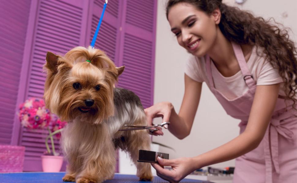 Набір ножиць для грумінгу собак iSeaFly 5 в 1: нержавіюча сталь, для тіла, обличчя, вух та носа