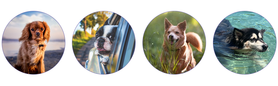 Рушник для собак, халат з мікрофібри, XXL, блакитний: швидковисихаючий, супер вбираючий, з регульованим коміром та поясом