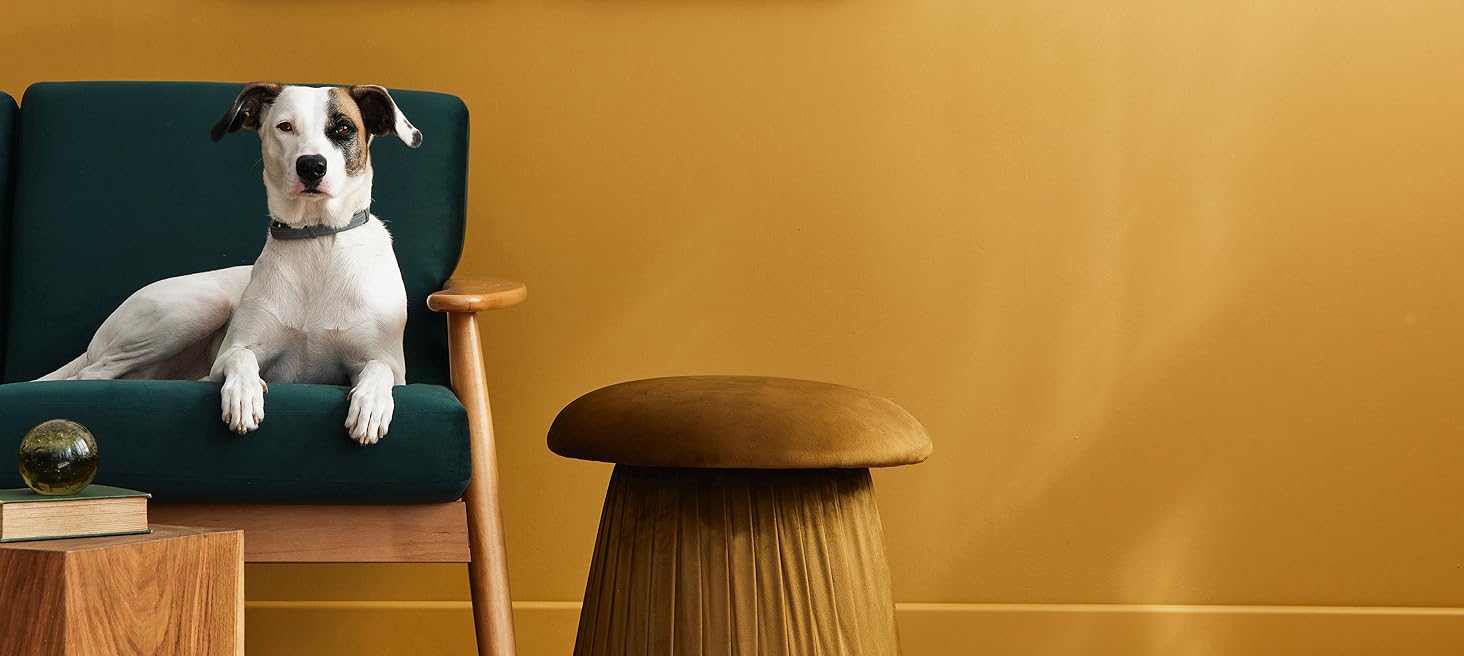 Ортопедичне ліжко для собак Roth & Bock з м'якої піни, сертифіковане Oeko-Tex Standard 100, покриття з водонепроникного канвасу, жовте, розмір S