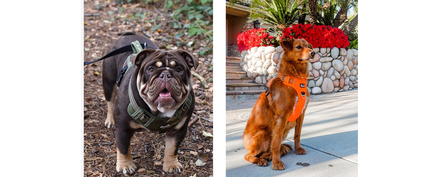 Шлейка для собак великих порід, анти-тяга, з 2 карабінами та зручною ручкою, регульована та світловідбиваюча, з м'якою підкладкою, для щоденних тренувань (Чорний, L)