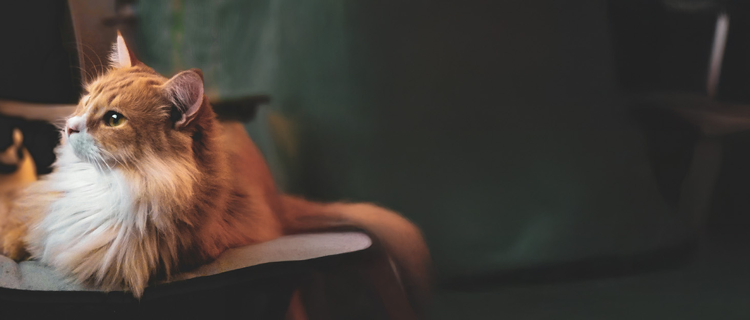 Автоматичний годівниця для котів та дрібних собак з керуванням через додаток, 5л, Wi-Fi, програмування порцій, антизастрягання, миска з нержавіючої сталі