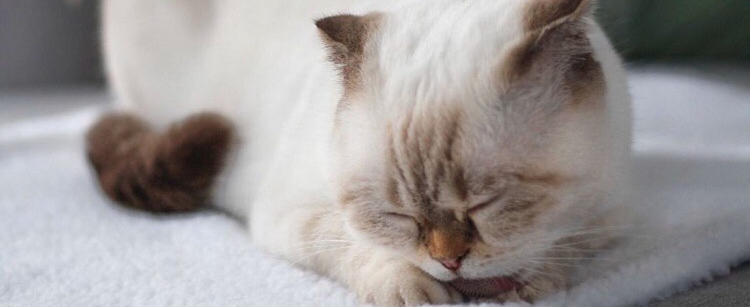 PiuPet Клітка-ліжко для котів на підвіконня 90x25 см | Нековзне ліжко для котів на підвіконня | М'яка, самонагріваюча ковдра для котів | Бежевий