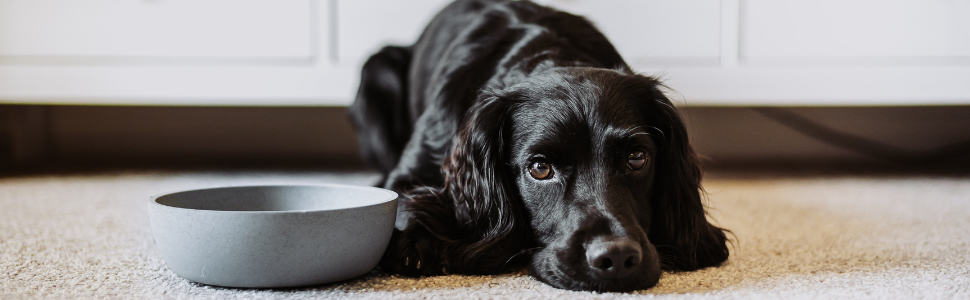 Миска для собак District 70 Bamboo - Темно-сіра, маленька (570 мл)