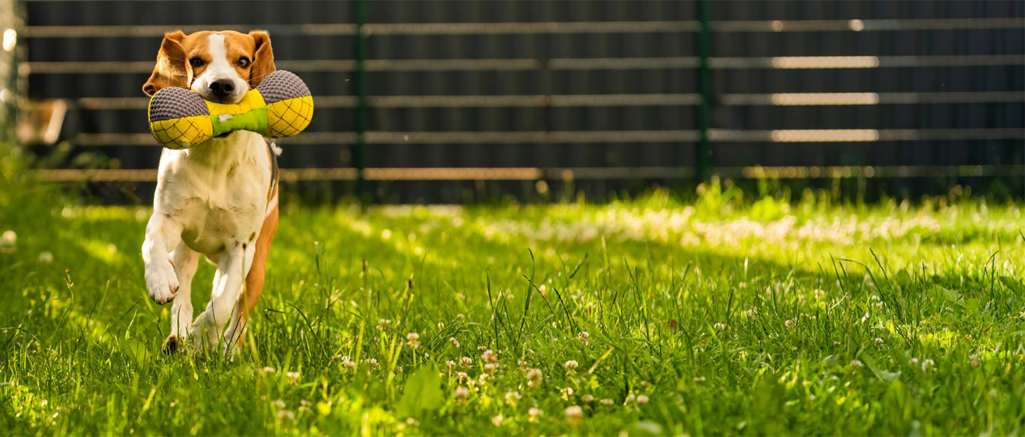 Лебіу - сходинка для собак у машину, портативна складна рамка для собак, SUV, вантажівки, легка рамка для великих собак з антиковзким покриттям, посилена сходинка для собак, підтримує до 90.7 кг, 5 сходинок