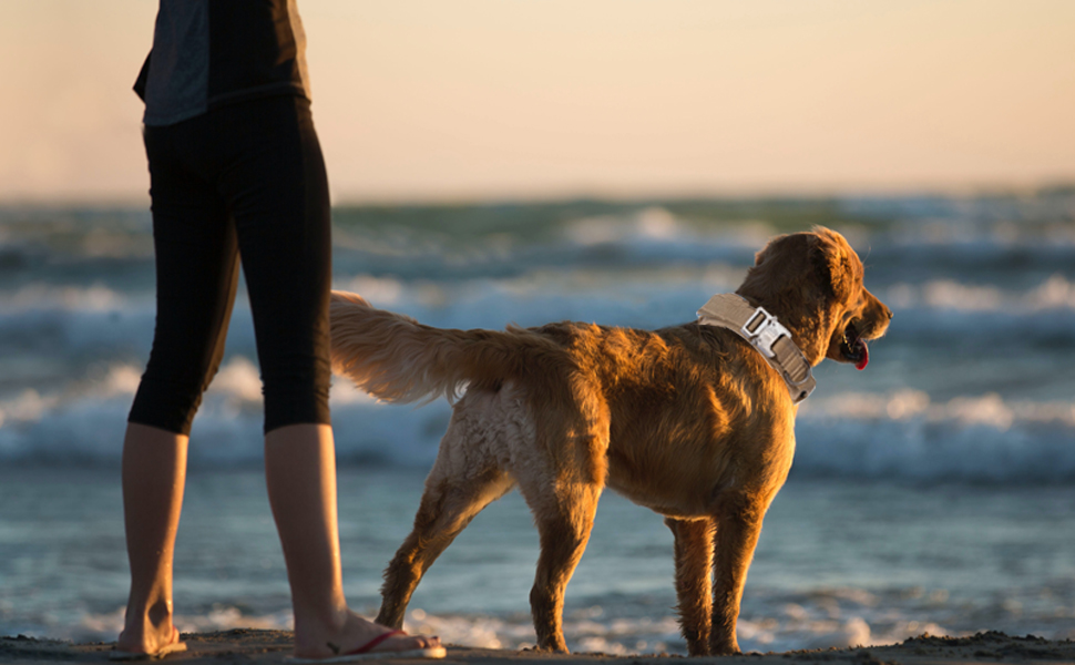Нашийник для собак регульований з контролем, тактичний нашийник з нейлону, з м'якою підкладкою, з металевою застібкою, для середніх та великих собак, для полювання, тренувань, активного відпочинку, чорний, розмір L (45-54 см)