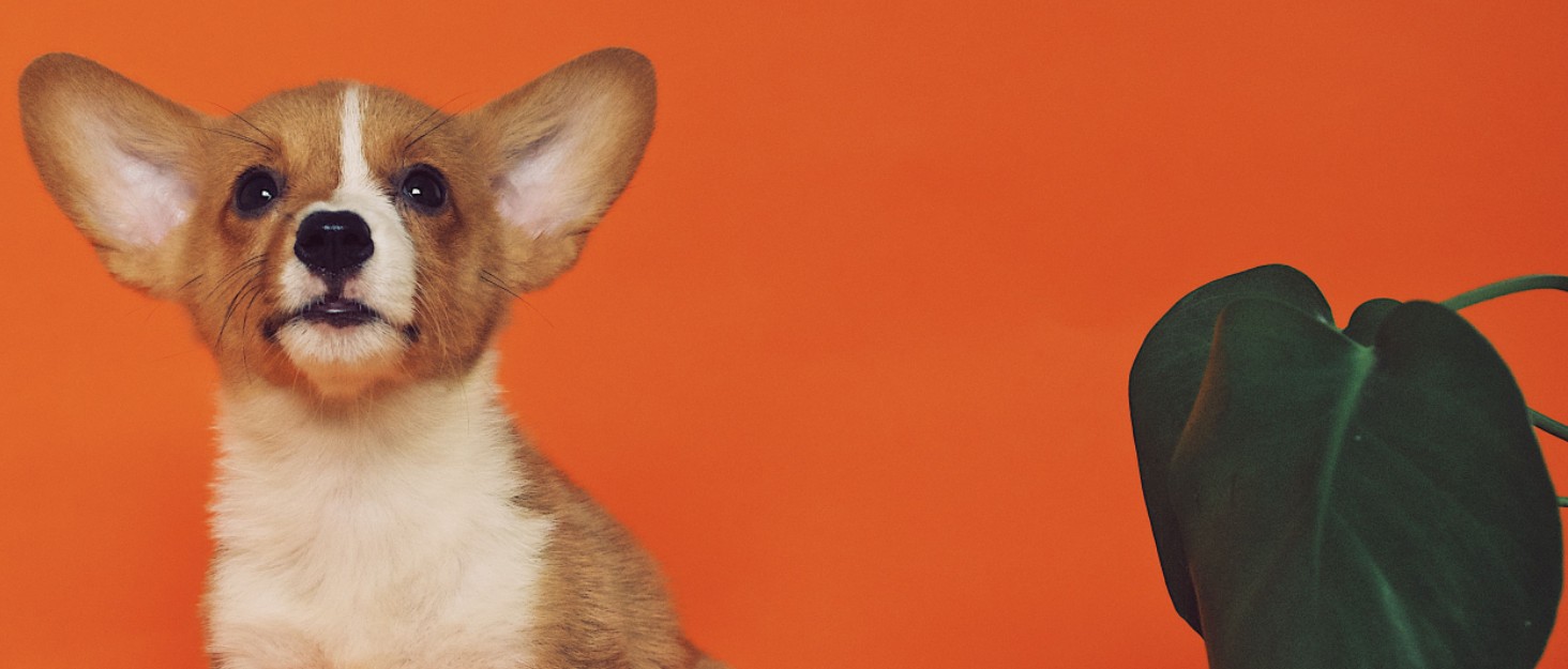 Сходинка для котів та собак GYMAX, 4 сходинки, 60,5 x 41 x 60,5 см, білий колір