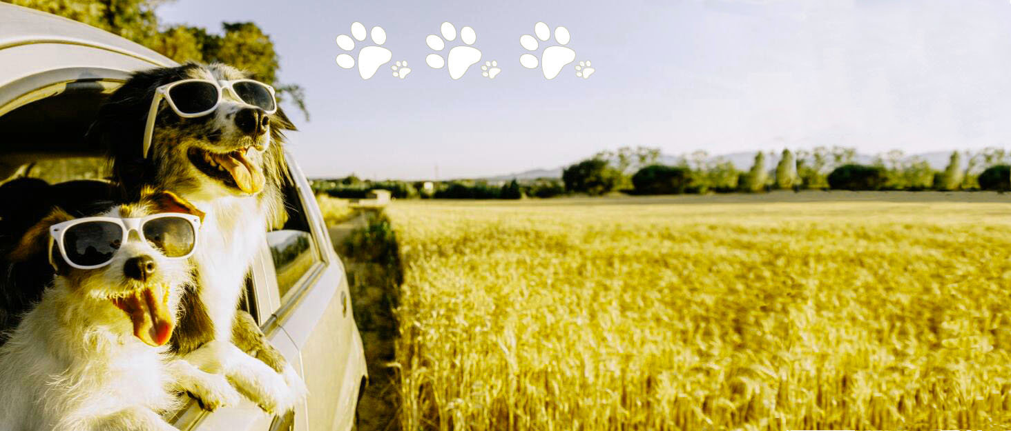 Ремінь для собак у багажник авто, 2 шт. - безпечна фіксація, для подорожей та транспортування, з еластичною амортизацією та міцними карабінами, підходить для всіх порід собак та котів