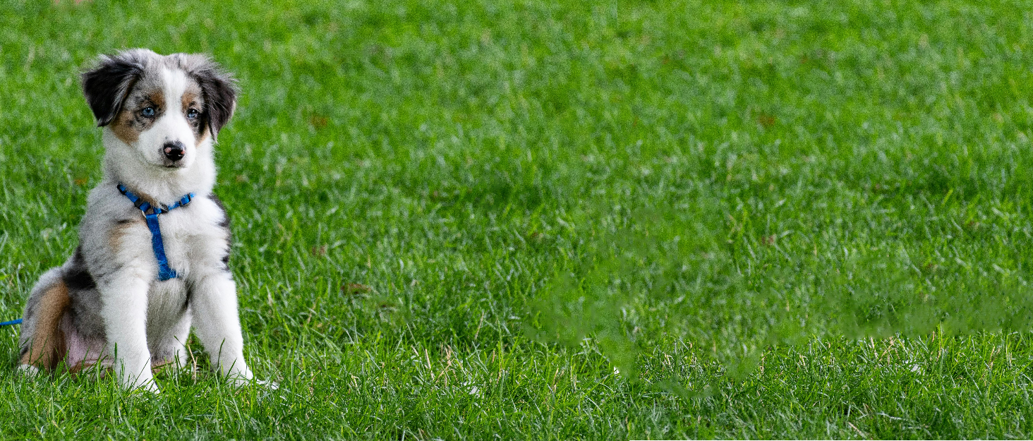 Теплий пуловер для собак на осінь/зиму: флісова куртка для чихуахуа, тедді та інших маленьких та середніх порід. Бавовняний одяг для собак та котів. Рожевий колір.