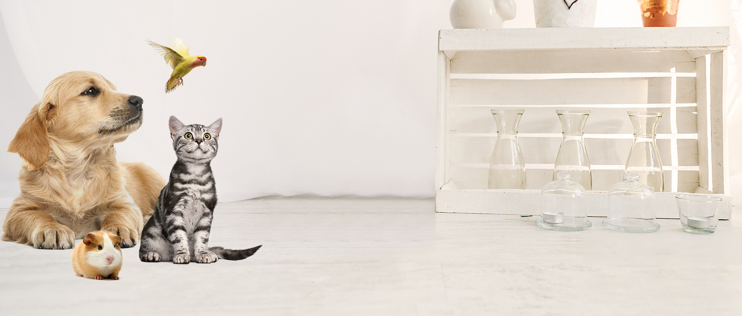 Костюм кажана для тварин: набір для кота та собаки, аксесуар для Хелловіну, косплей, вечірка, декор, чорний