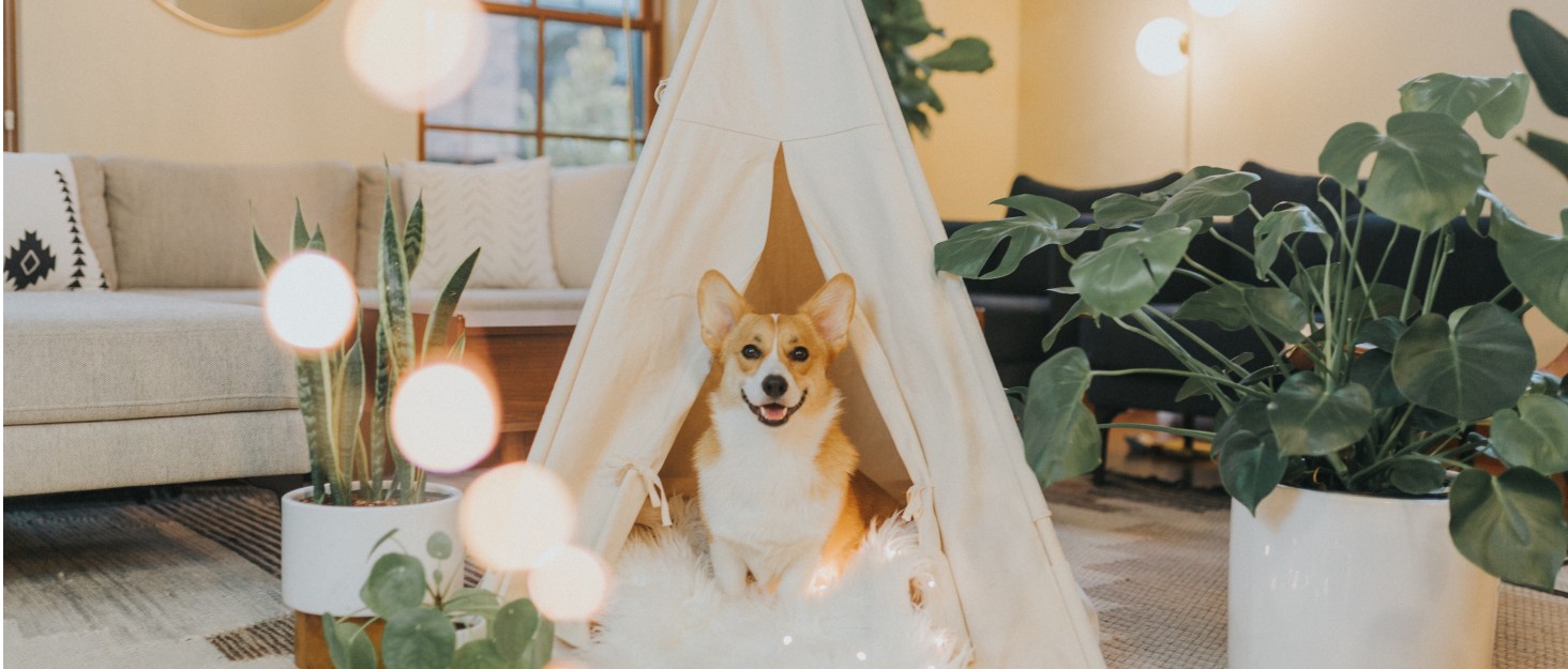 GYMAX 2-в-1 Візок для собак, візок для домашніх тварин з захистом від дощу, візок для собак з кошиком для зберігання та тримачем для напоїв, складний візок-переноска для собак та котів