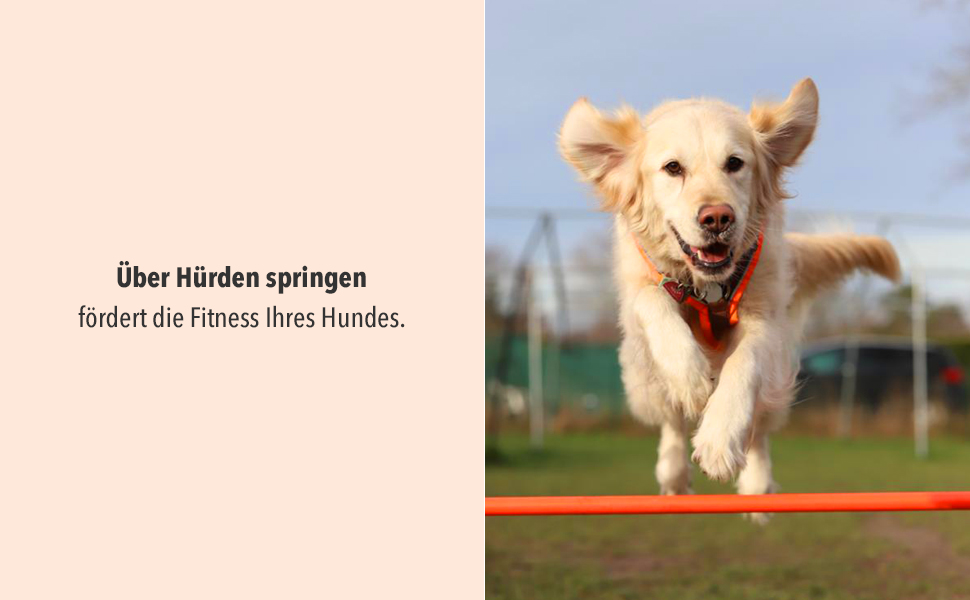 Набір для аджиліті SPORTIKEL24: 4 перешкоди для собак, коней та дітей (50 см, 100 см)