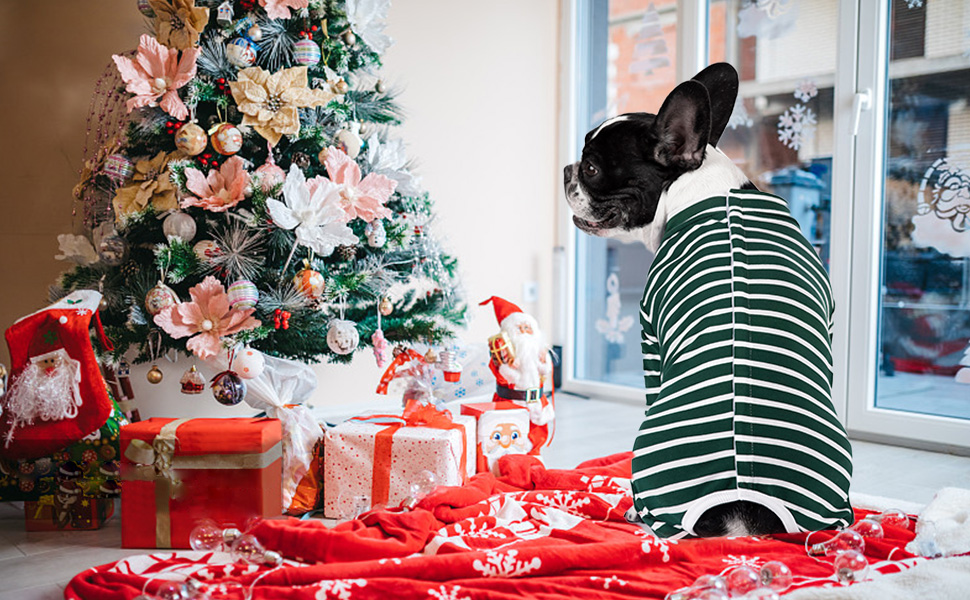 Воротник для собак після операції Axcimond, відновлювальний, для захисту ран, хірургічний, зелений (L)