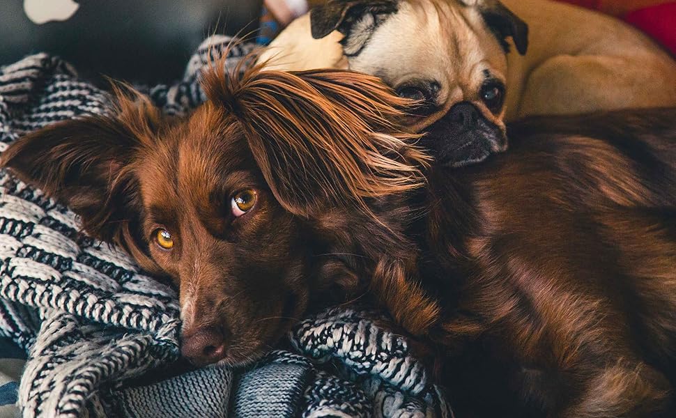 Ортопедичне ліжко для собак Flamingo Baldar – прямокутне, бежеве, 80 см. Комфортне місце для сну з подушкою Baldar, 80x60x18 см