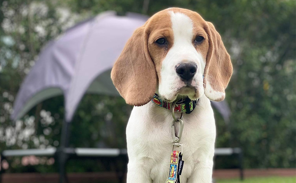 Нашийник для собак Max & Molly Gotcha! з Smart ID: водонепроникний, зручний, з коміксом, ширина 2.5 см