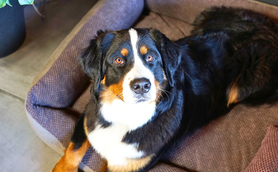 М'яке ліжко для собак Teo 120x100 см, сіре - знімний чохол, кошик для собак середніх порід